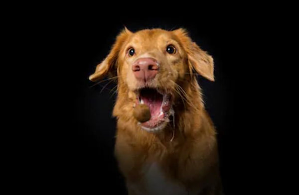 Calming Peanut Butter Dog Bites